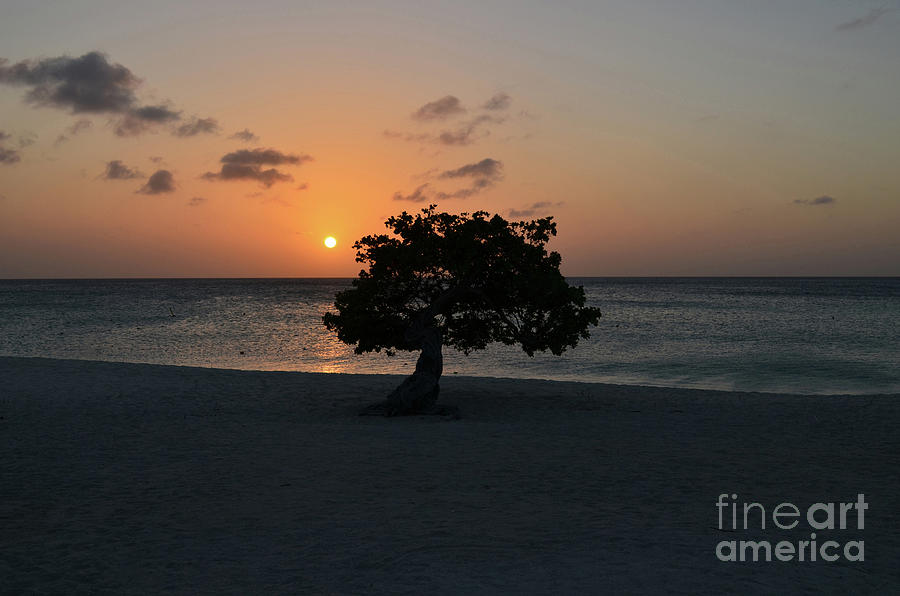 Eagle Beach in Aruba at Sunset Photograph by DejaVu Designs