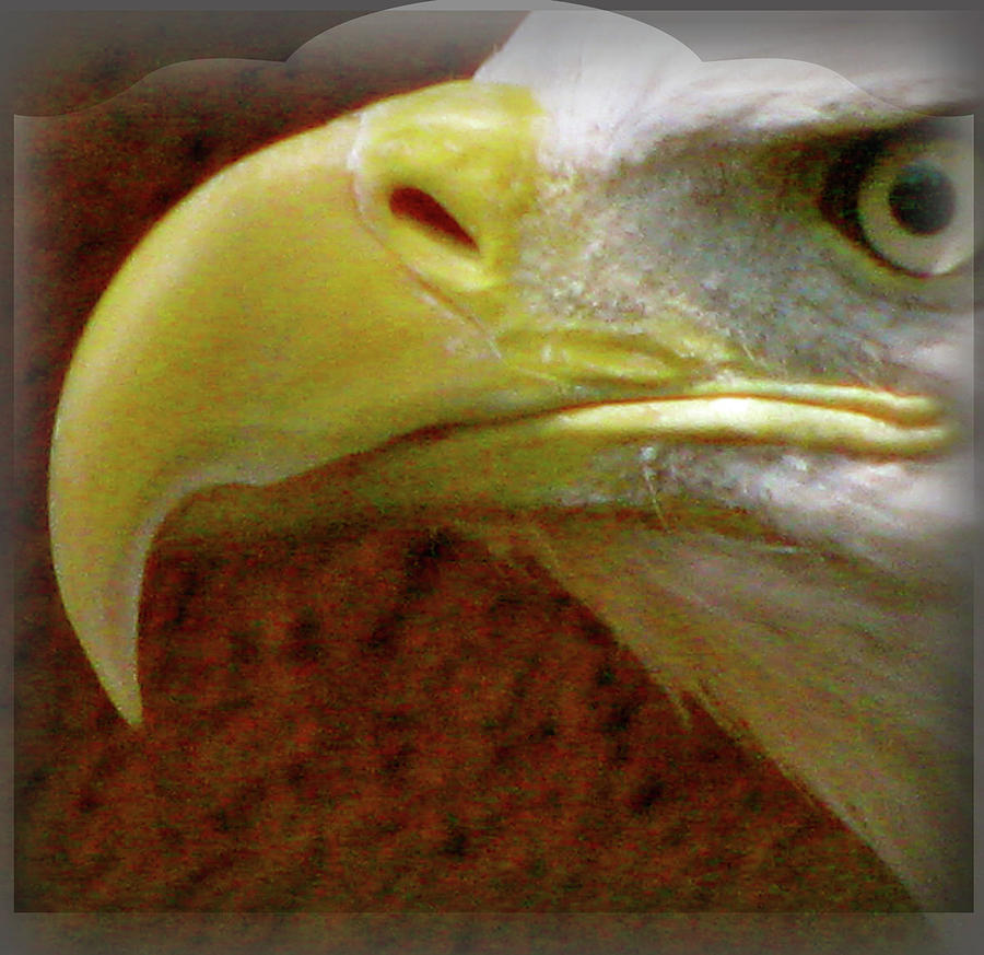 Eagle Beak Power Photograph by Debra     Vatalaro