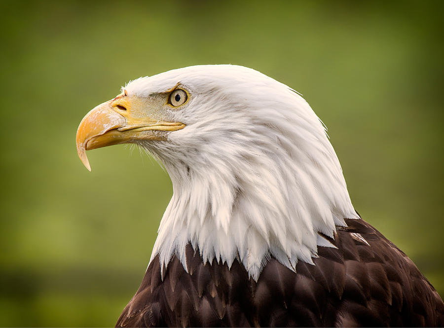 Eagle Beauty Photograph By David Naman - Fine Art America