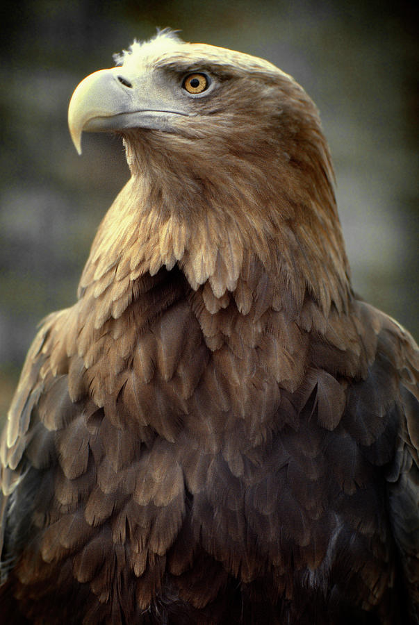 Eagle Photograph by Bud Simpson