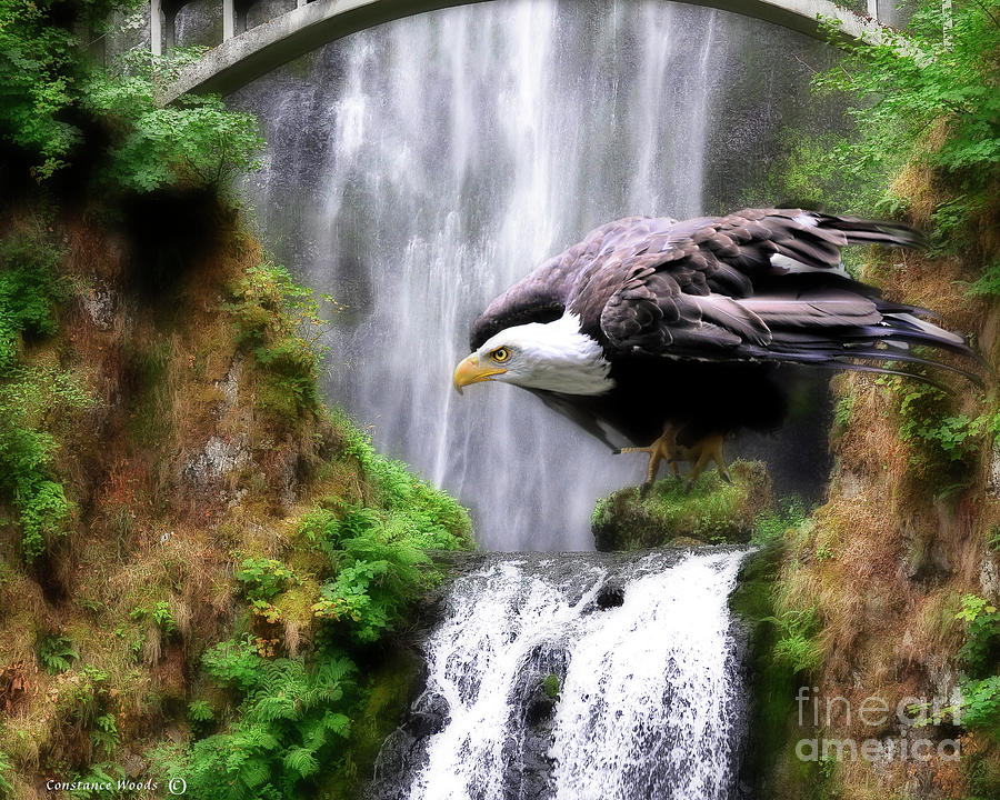 Eagle by the Waterfall Painting by Constance Woods