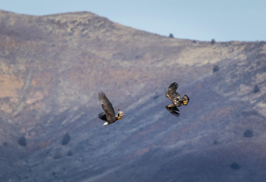 Wildlife Photograph - Eagle Chase by Marc Crumpler
