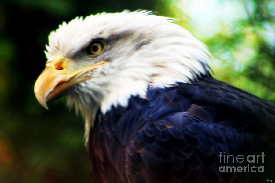 Eagle Close Up Photograph by Nick Gustafson