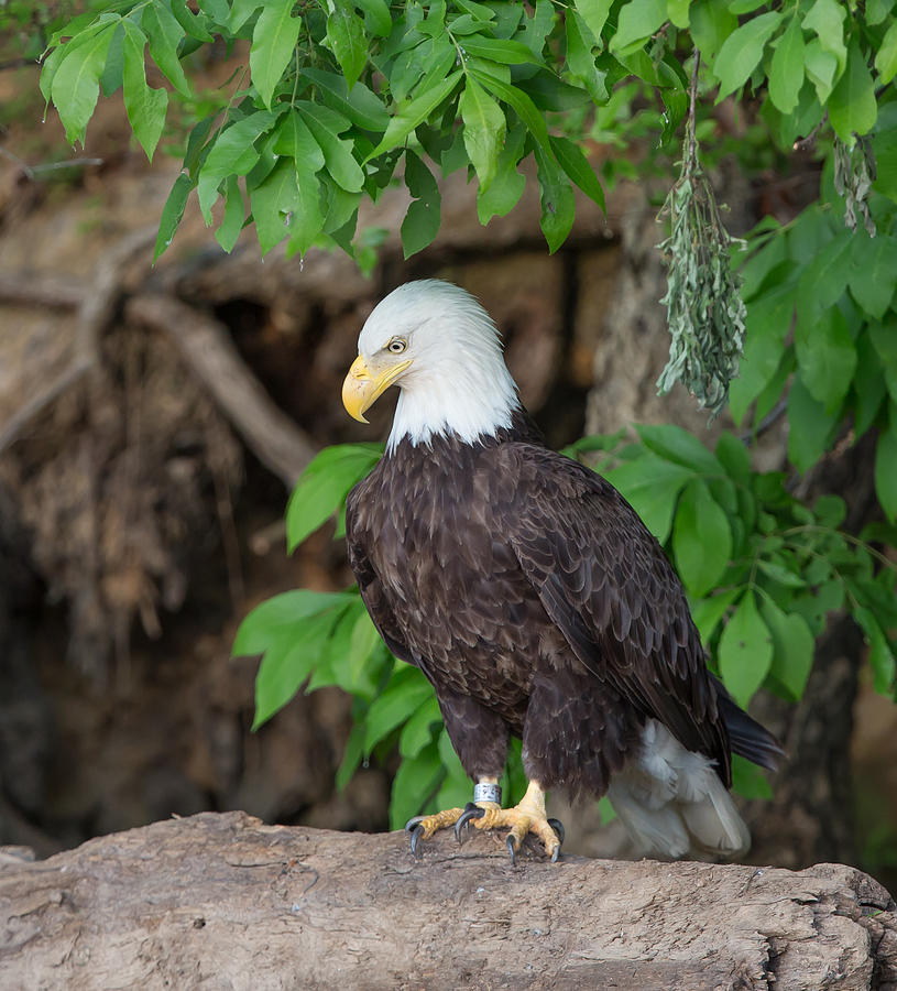 Eagle closeup Photograph by Jack Nevitt
