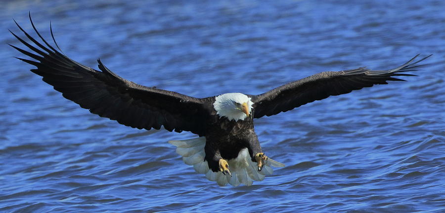 Eagle coming in Photograph by Coby Cooper