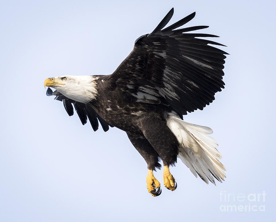 Bird Photograph - Eagle Coming in For a Landing by Ricky L Jones