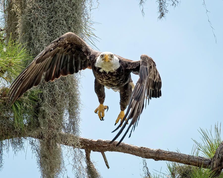 Eagle coming Your Way Photograph by Joe Myeress