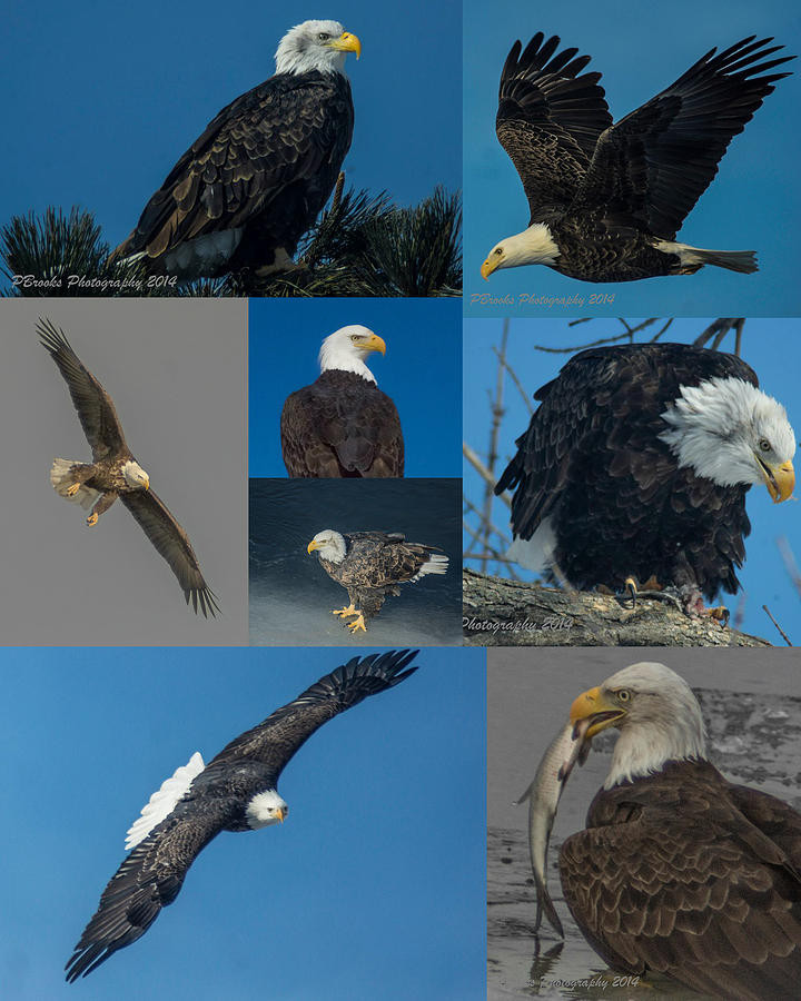 Eagle Composite Photograph by Paul Brooks