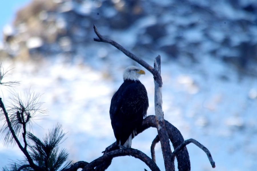 Eagle Contemplating On A Branch Photograph