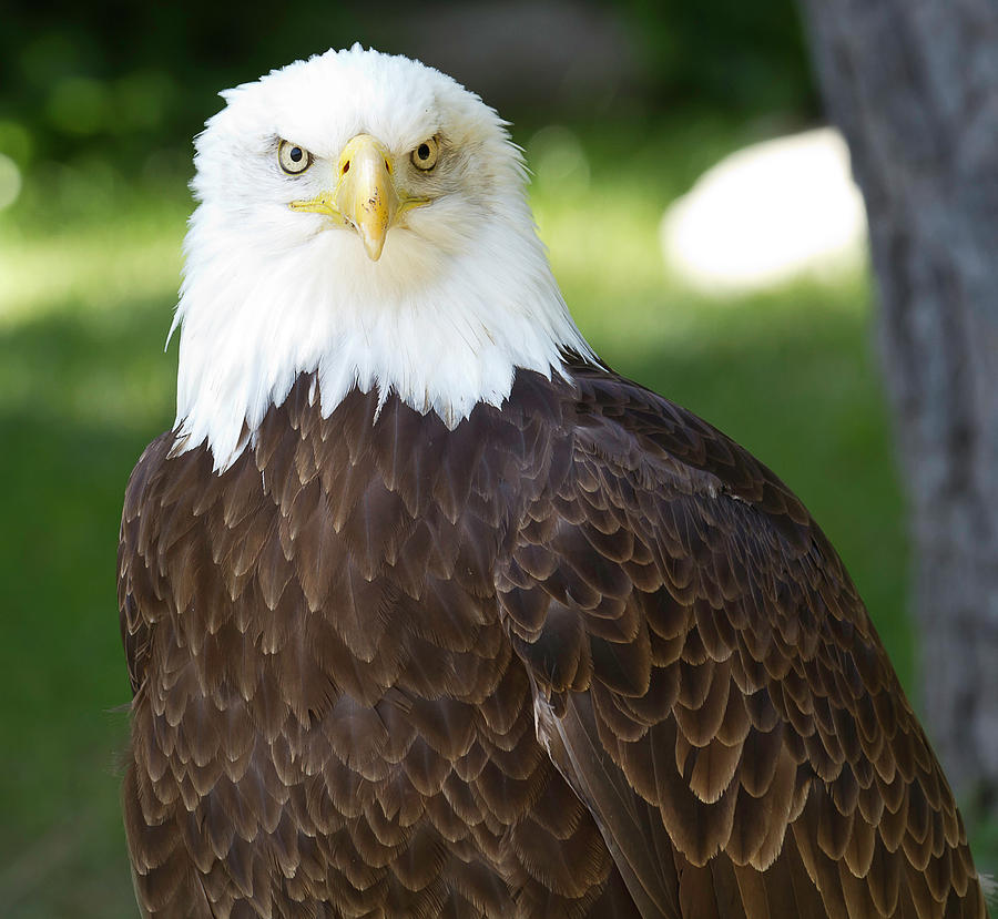 Eagle Photograph by D Plinth