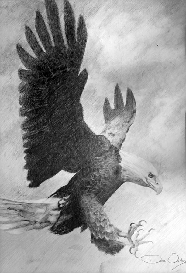 Eagle Drawing by David Oakley