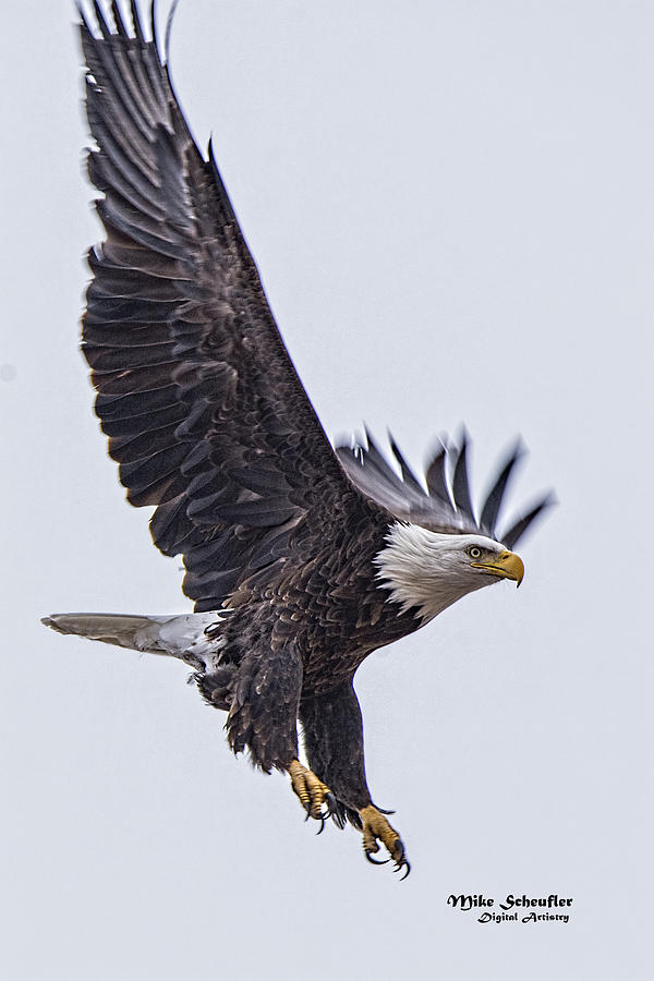 Eagle Photograph - Eagle Decending by Mike Scheufler