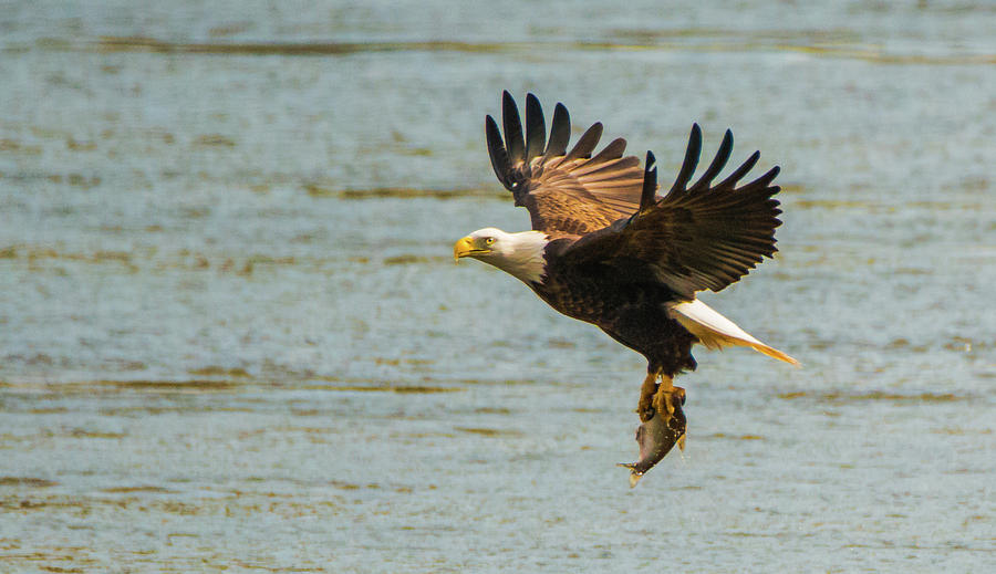 Eagle Departing with Prize Close-Up Photograph by Jeff at JSJ Photography
