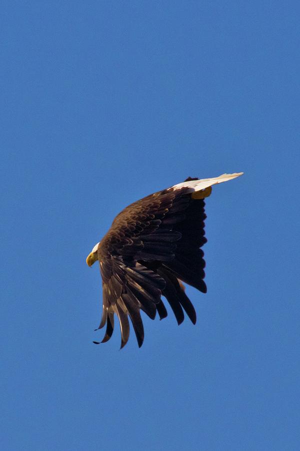 Eagle Dive Photograph by Linda Unger