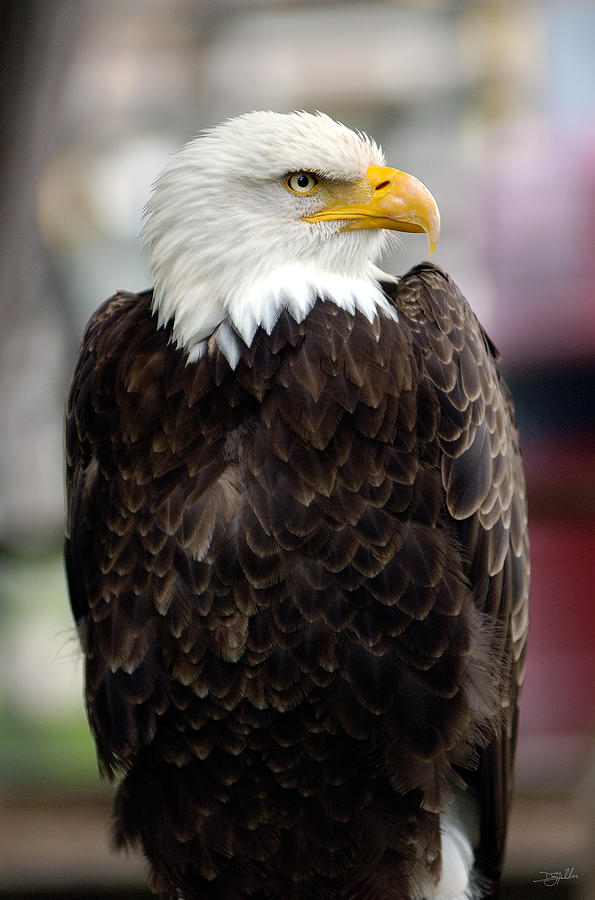 Eagle Photograph by Doug Gibbons