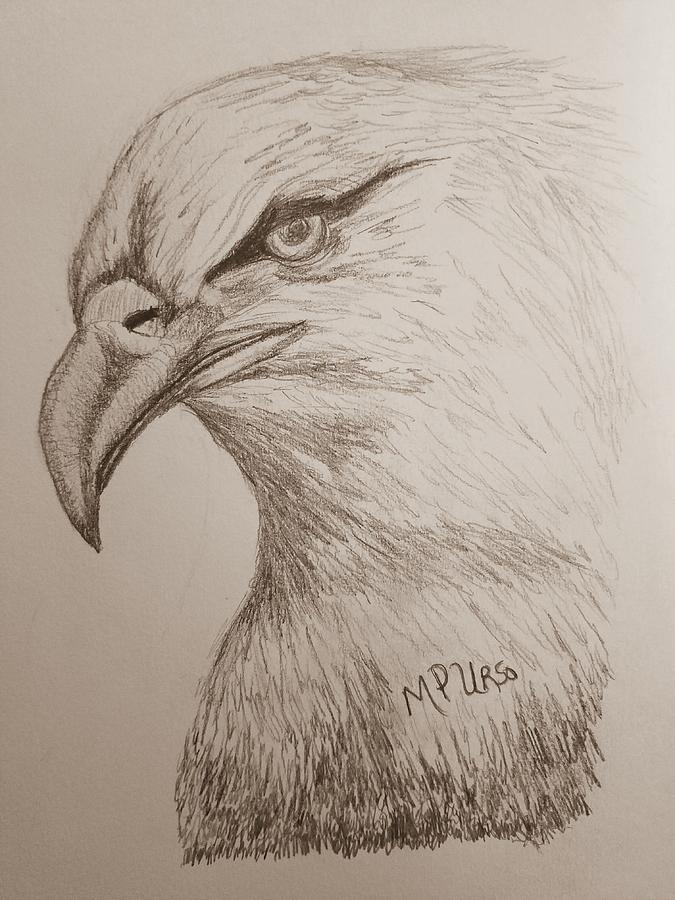 Eagle Drawing 1 Drawing by Maria Urso