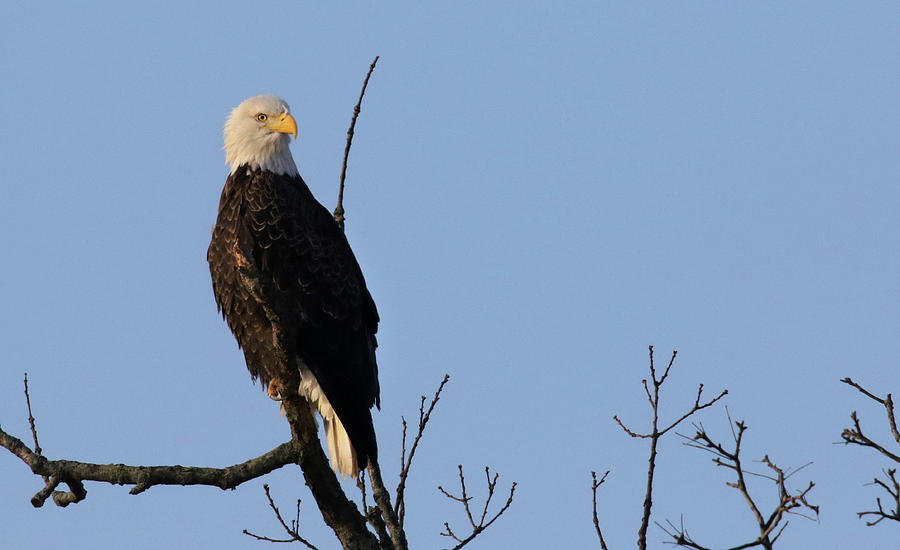 Eagle Early Morning Light Photograph by Brook Burling
