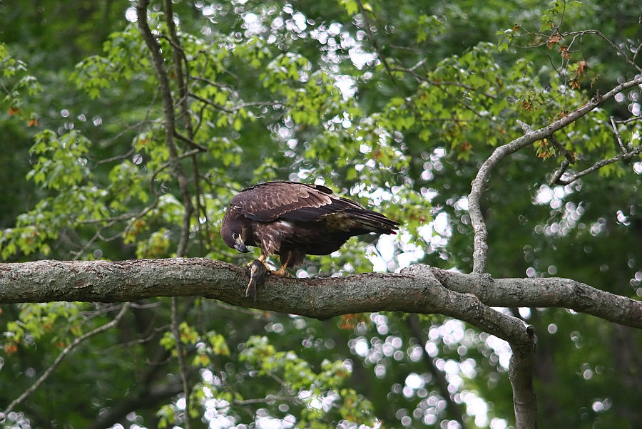 Eagle Eating a Fish Photograph by James Jones - Fine Art America