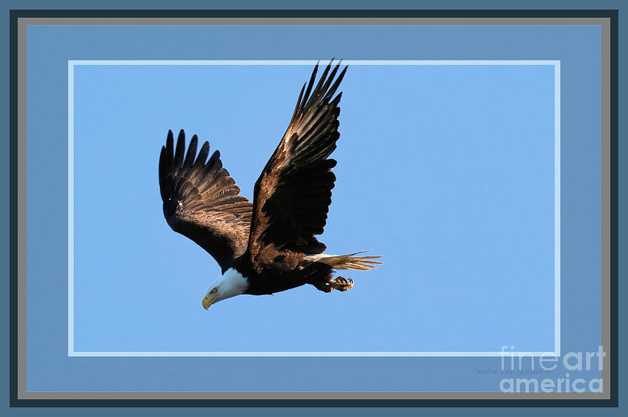 Eagle Encounter, Framed Photograph by Sandra Huston