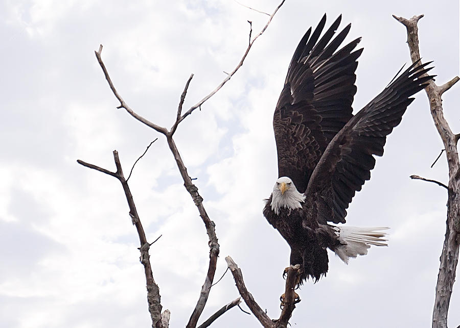 Eagle Photograph by Everet Regal