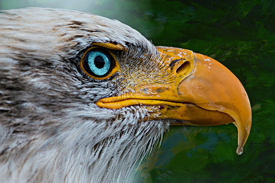 Eagle Eye Photograph by Ally White