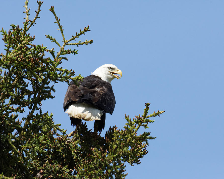 Eagle Eye - Bald Eagle in Kalifornsky, Alaska Photograph by Darin Volpe