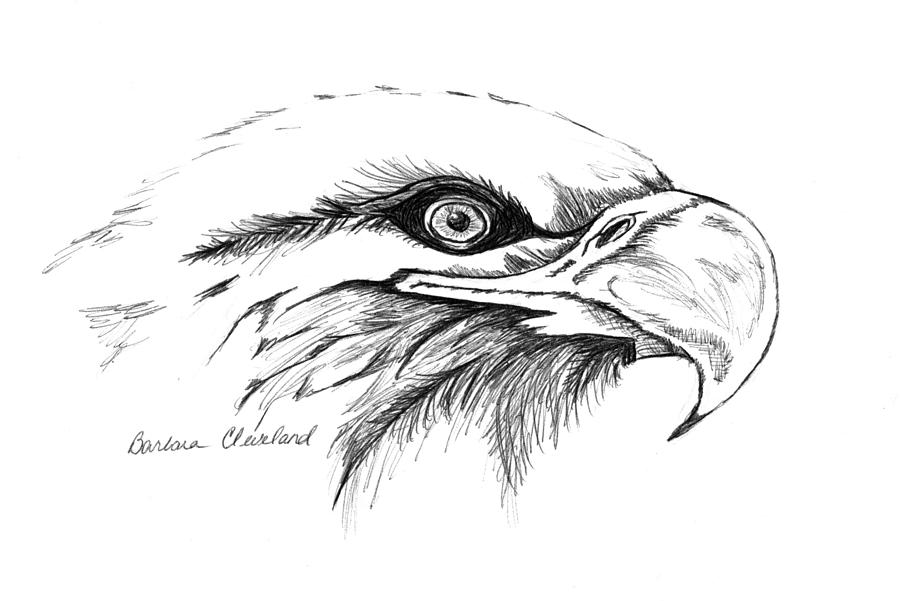 Eagle Eye is a drawing by Barbara Cleveland which was uploaded on September...