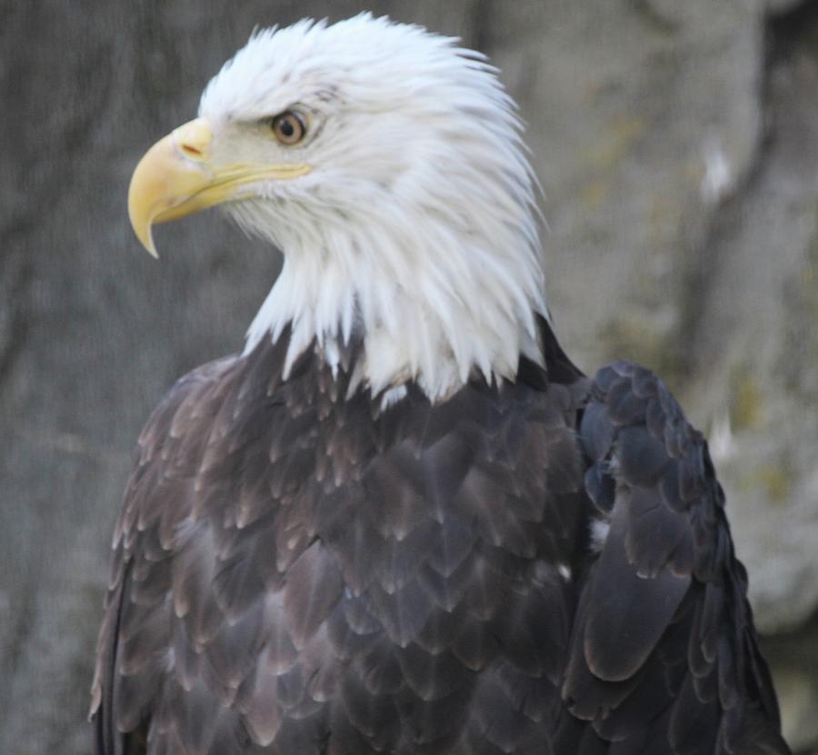 Eagle eye Photograph by Bill Zajac - Fine Art America