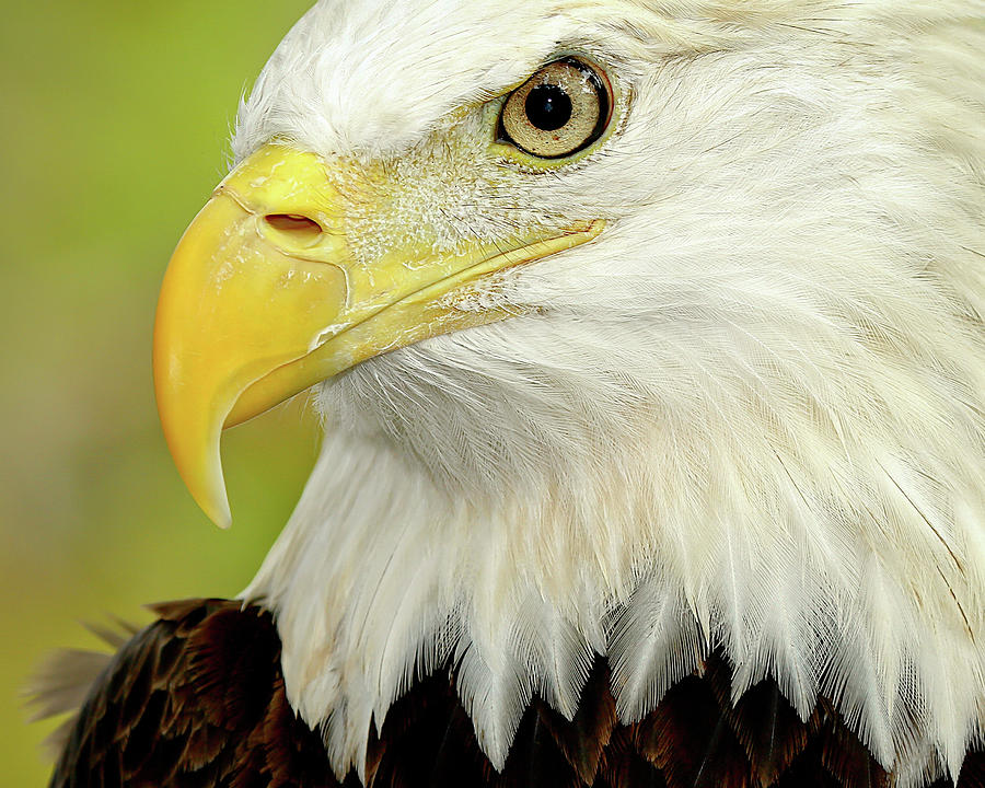Eagle Photograph - Eagle Eye by Dennis Goodman Photography