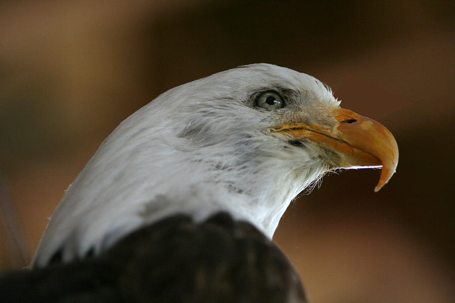 Eagle  Eye Photograph by Gary Gunderson
