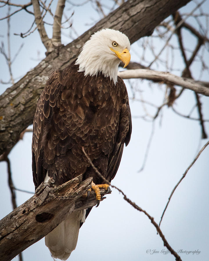 Eagle Eye Photograph by Jim Griffiths | Fine Art America