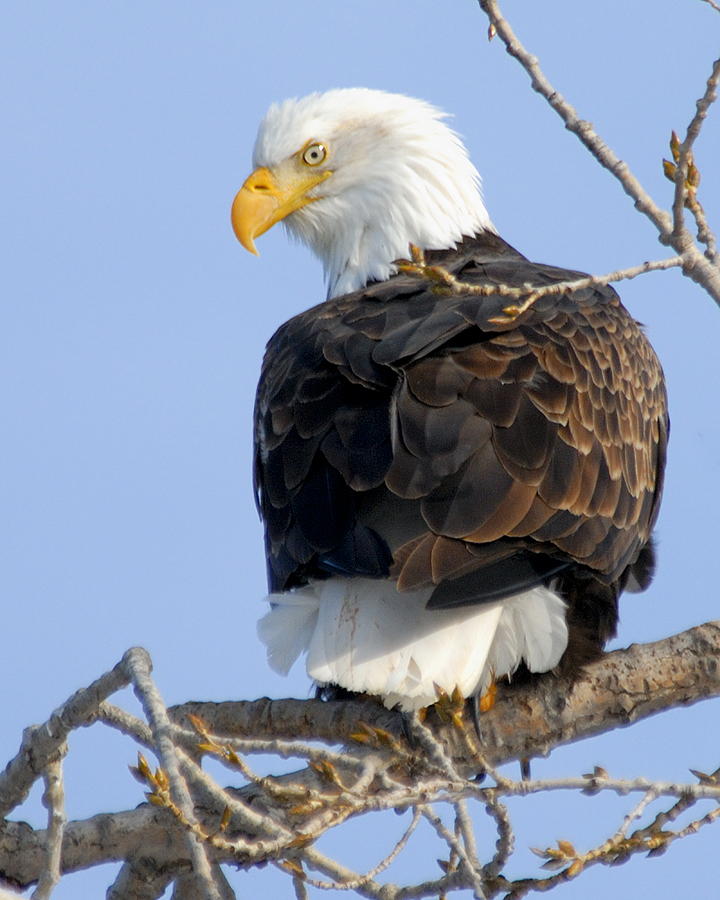 Eagle Eye Photograph by Larry Ricker