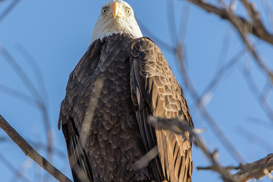 Eagle Eye Photograph by Marc Crumpler