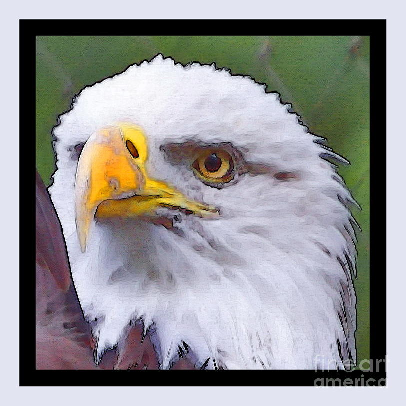 Eagle Eye Photograph