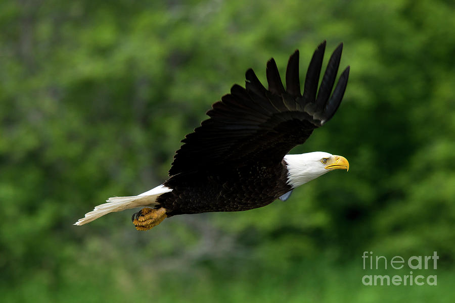 Eagle Photograph - Eagle Eye by Michael Dawson