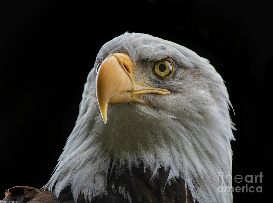 Eagle Eye Photograph