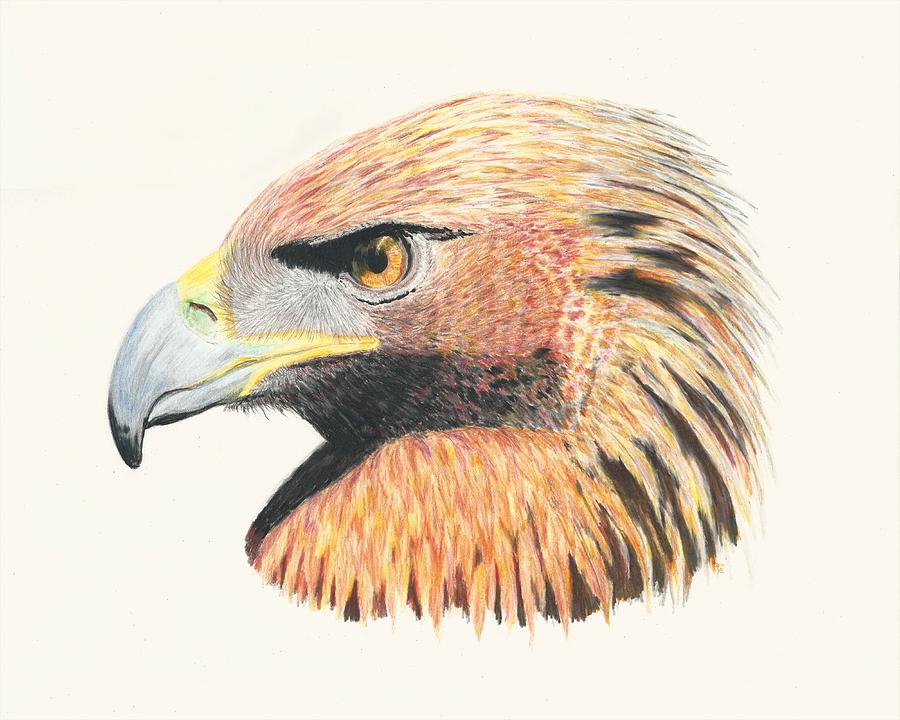 Eagle Eye  no border Drawing by Stephanie Grant