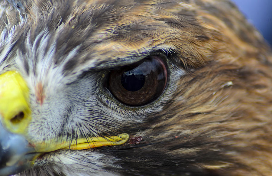 Eagle Eye Photograph by Rainer Kersten