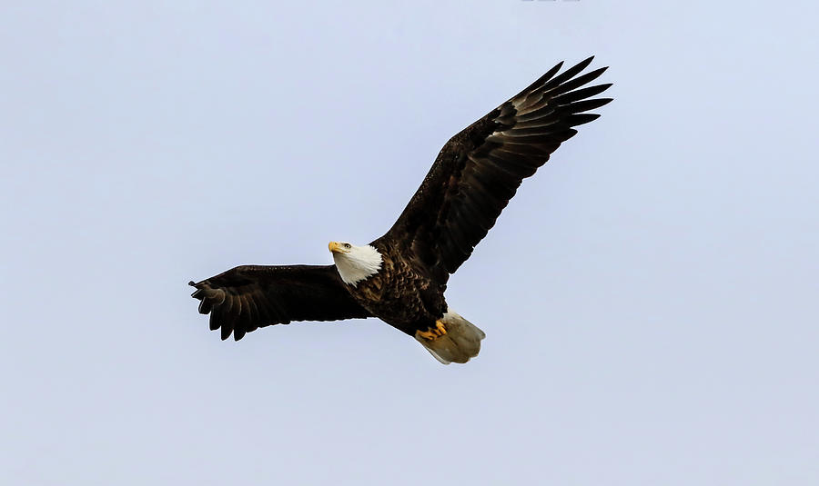 Eagle Eye Photograph by Ray Congrove