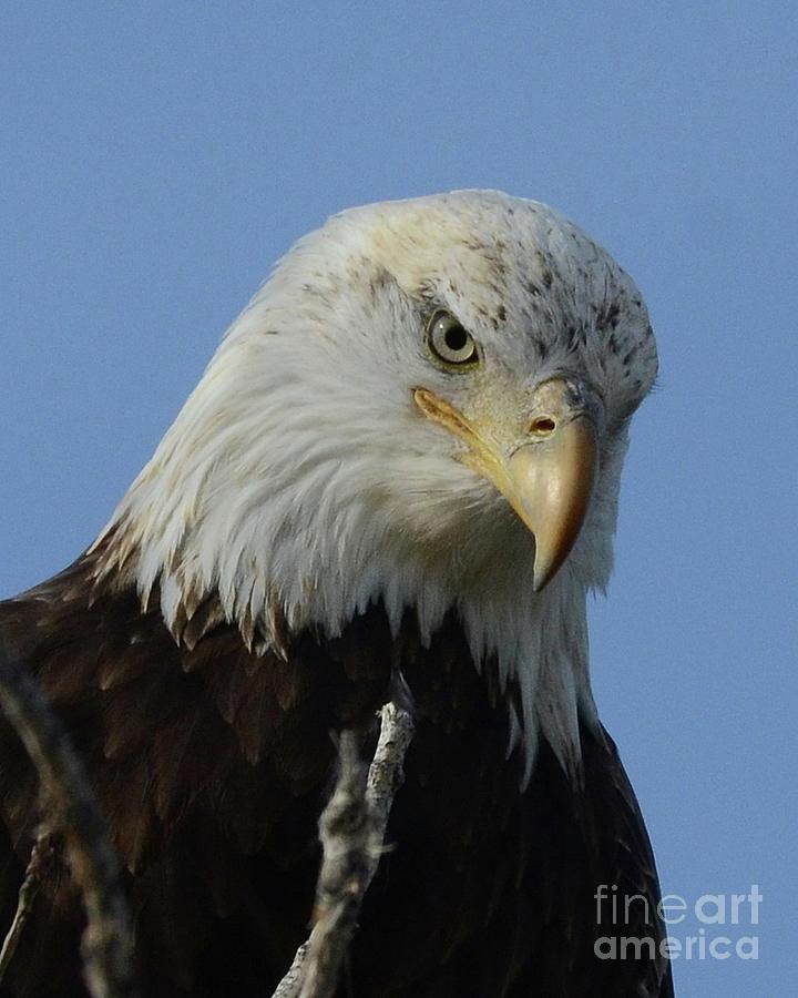 Eagle Eye Photograph by Robert Buderman