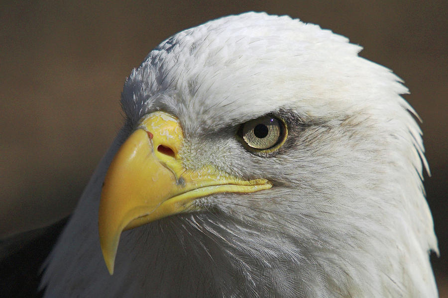 Eagle Photograph - Eagle Eye by Steve Stuller