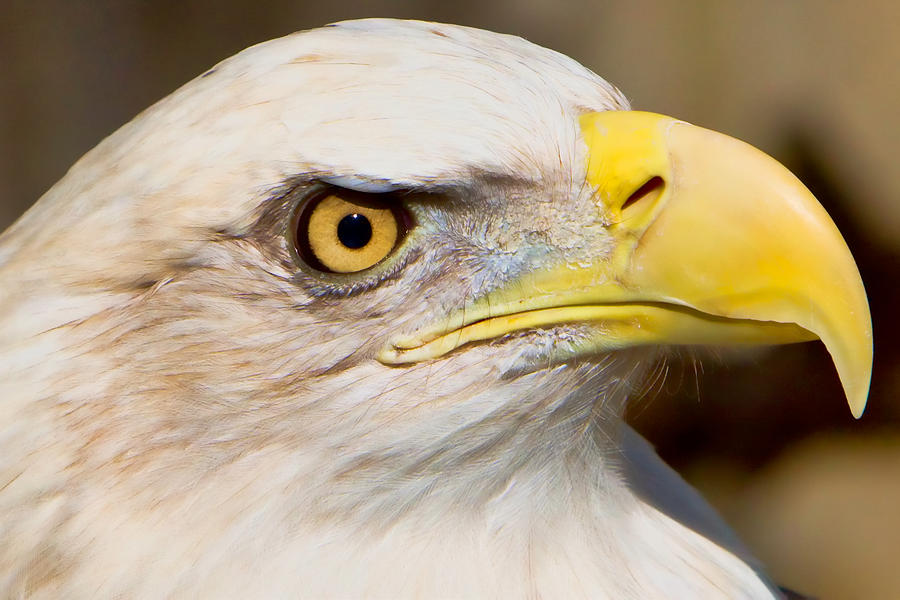 Eagle Photograph - Eagle Eye by William Jobes
