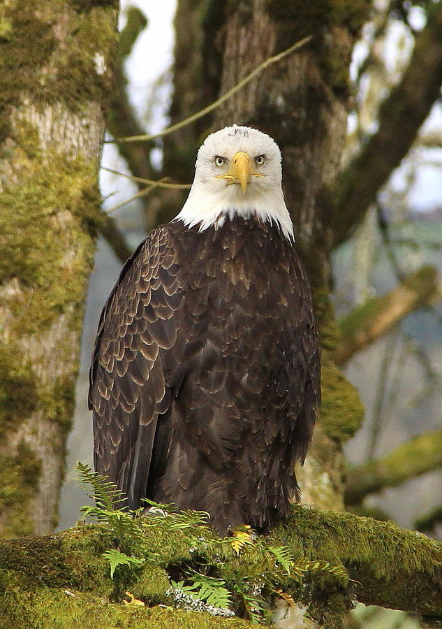 Eagle Photograph - Eagle Eyes by Angie Vogel