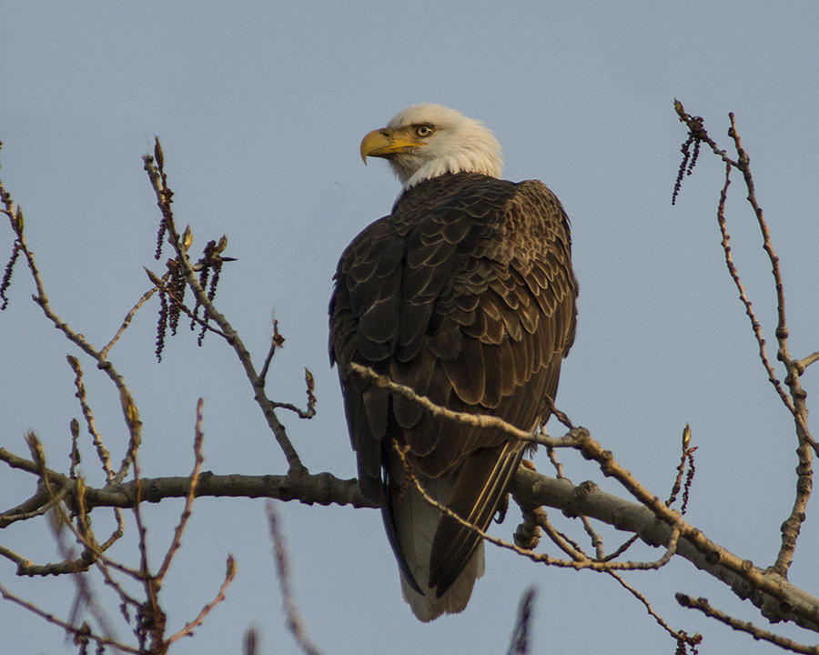 Eagle Photograph - Eagle Eyes Are Watching by Suanne Forster