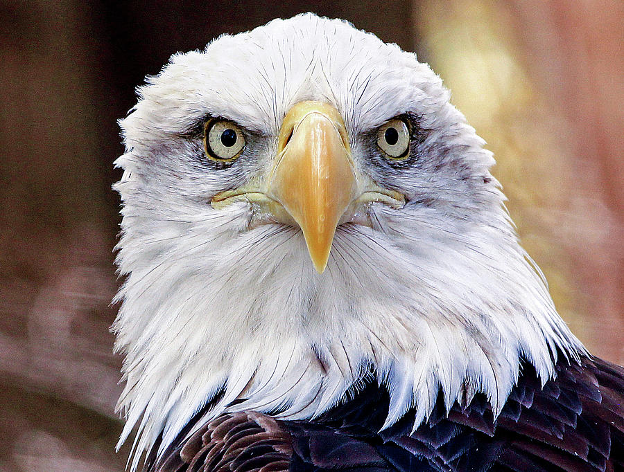 reynosa eagle eye