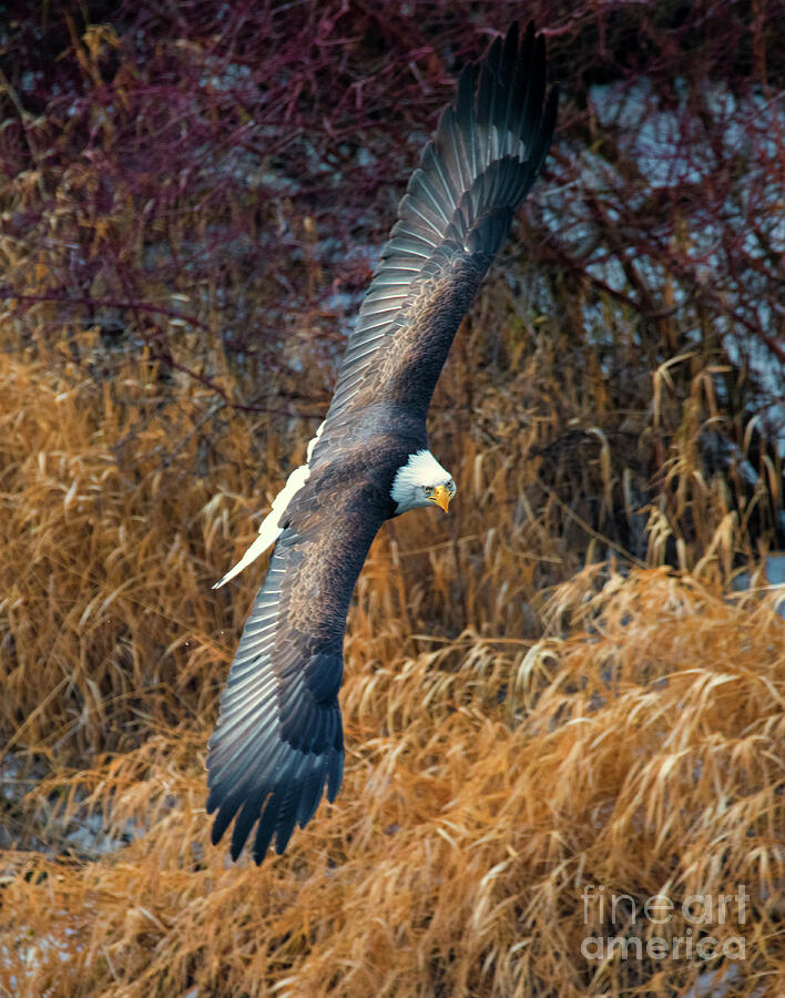 Eagle Eyes Photograph by Michael Dawson