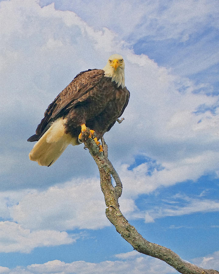 Eagle Photograph - Eagle Eyes by William Jobes