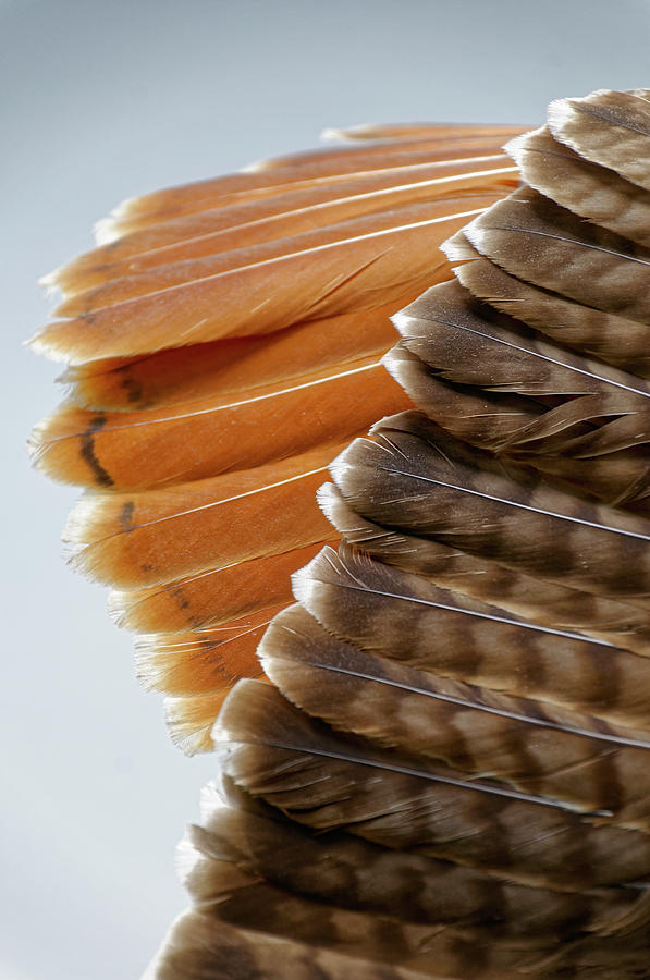 Eagle Feathers by Roderick Bley Eagle Feathers by Roderick Bley