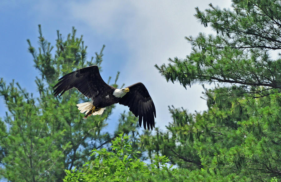 Eagle Feeding Time Photograph by Glenn Gordon