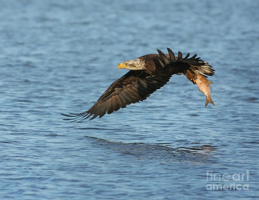 Eagle Fishing Photograph by Art Cole